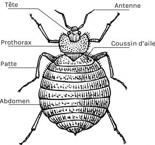 anatomie-punaise-de-lit